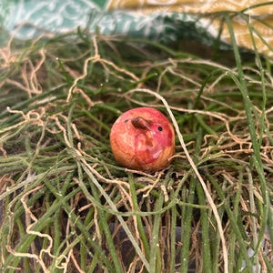May include: A small, round, red and brown ceramic bird figurine with a beak and two small black eyes, nestled in a bed of green and brown plant material. The background features a patterned fabric in shades of green and yellow.