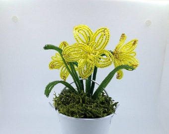 Miniature French beaded Daffodil potted plant