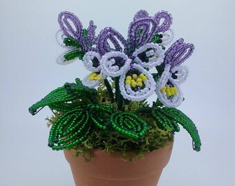 Miniature French beaded Pansy/Viola potted plant