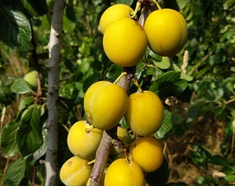 Homemade Plum Jam *New Season* 2025 Homegrown Handpicked Fruit