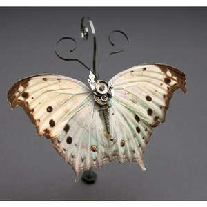 Nymphalide: parhassus salmsis