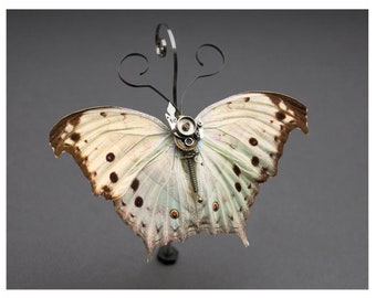 Nymphalide: parhassus salmsis