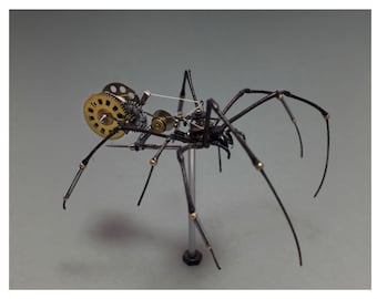 Arachnidae: nephila maculata