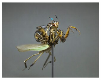 Mantidae: tenodera supertitiosa