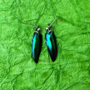 Jewel Beetle Wings Oddity Earrings