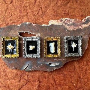 May include: Four small framed pictures with black backgrounds and gold or silver frames. Each frame contains a dried flower or plant specimen.