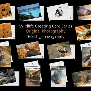 Série Wildlife Cartes de voeux de qualité exceptionnelle avec photographies originales
