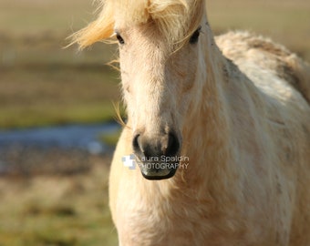 White Icelandic Horse