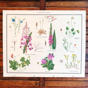 Vintage botanische Schulkarte von Macmillan, altes Klassenzimmer Lehrplakat mit floraler Illustration, verschiedene Blumenfamilien II