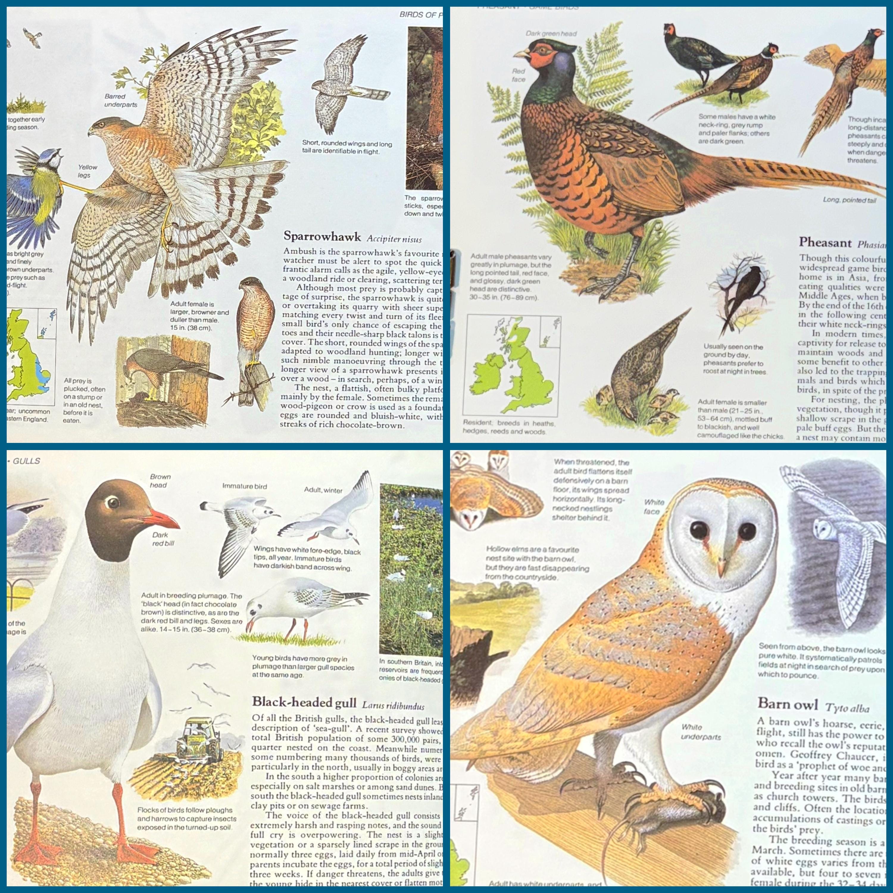 Reader's Digest Health Magazines "Field Guide To The Birds Of Britain" Hardcover – Reader's Digest Nature Lover's Library Field Guide To Birds Of Britain - Foto 6