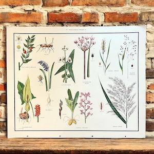 Vintage botanische Schulkarte von Macmillan, altes Klassenzimmer Lehrplakat mit floraler Illustration, verschiedene Blumenfamilien VI