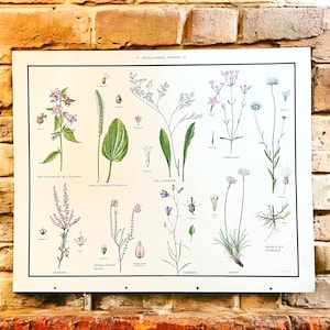 Vintage botanische Schulkarte von Macmillan, altes Klassenzimmer Lehrplakat mit Blumenillustrationen, verschiedene Blumen IV, Wandkunst