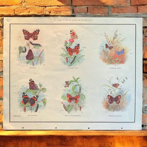 Vintage Schmetterlinge Schulkarte von Macmillan, altes Klassenzimmer Lernplakat, Schmetterling Wandkunst, Entomologie Druck, Naturgeschichte