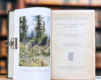 Vintage Sub-Alpine Plants Of The Swiss Woods and Meadows by H S Thompson, 33 colour botanical plates, wild flowers, junk journal inspiration