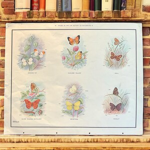 'Etappen in der Lebensgeschichte der Schmetterlinge' Vintage Schulkarte von Macmillan, altes Klassenzimmer Lernposter, Schmetterlingsdruck, Wandkunst,