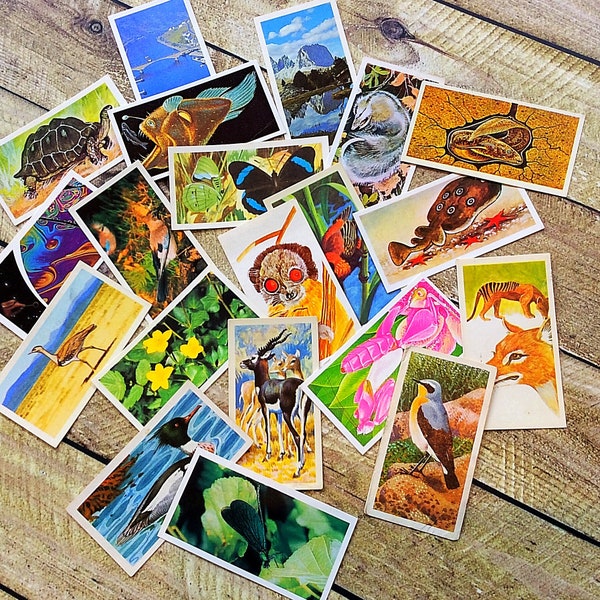Nature and Wildlife tea cards, vintage Brooke Bond Trade Cards, collectable ephemera pack for junk journals, scrapbooks, mixed media collage