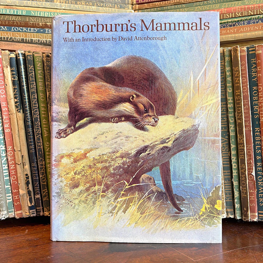 Vintage Thornburn’s Mammals Book With 50 Colour Plates, Reference Guide ...