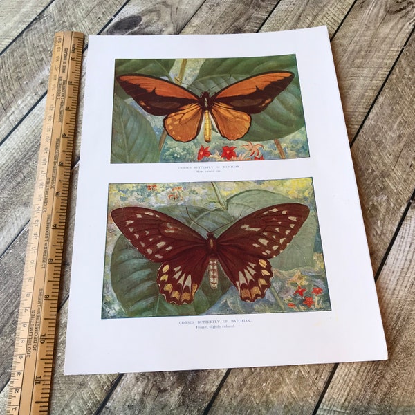 Butterfly book plate ready to frame, vintage butterflies print for farmhouse and country decor, or use as junk journal ephemera