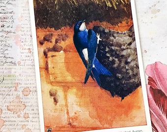 Winifred Austen House Martin ansichtkaart, uit de vintage Bird Series van Valentine and Sons