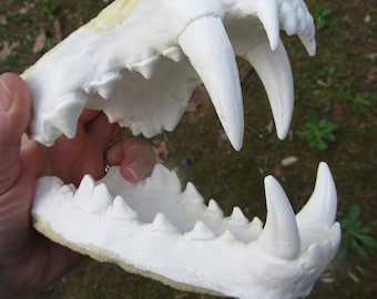 Costume de masque de dents de loup-garou, mâchoires de loup-garou
