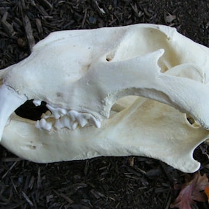 Huge liger lion tiger hybrid skull replica