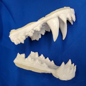 Werewolf jaws teeth cast mask costume style #2