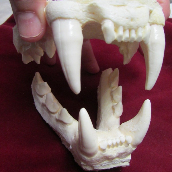 cougar panther mountain lion jaw cast replica