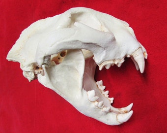 Mountain Lion Skull Etsy