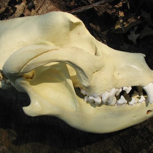 mastiff skull
