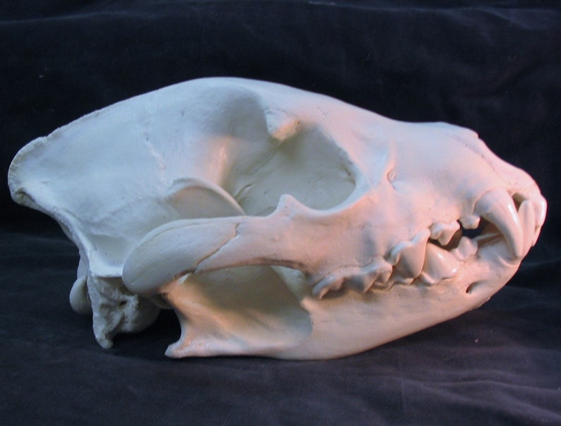 Huge Spotted Hyena Skull Replica Etsy
