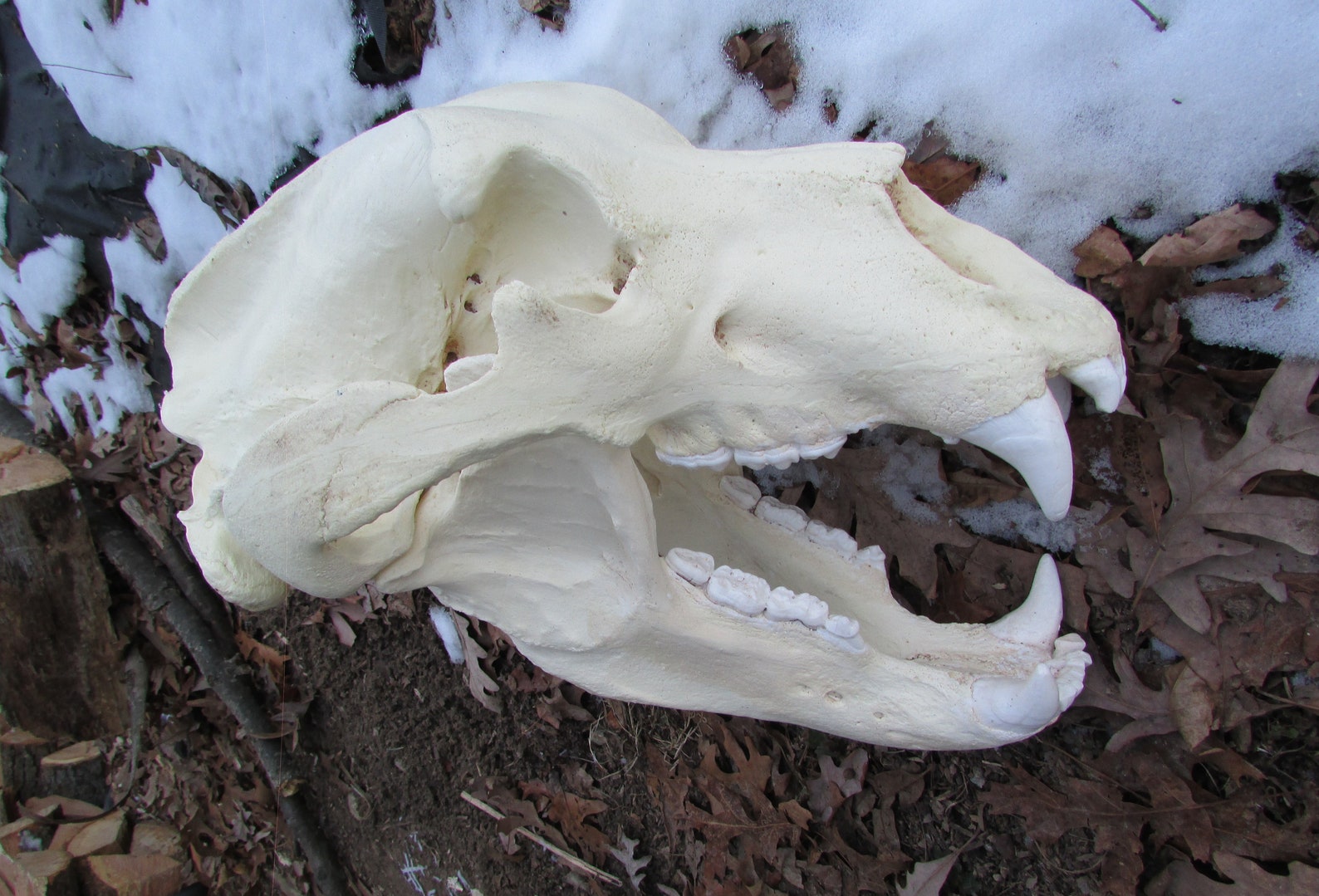 Huge coastal Alaskan grizzly brown bear skull replica | Etsy