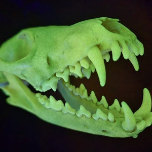 Real glow in the dark glittery red fox skull