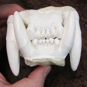 Huge jaguar jaws teeth replica