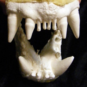 seal sea lion reproduction urethane jaw cast