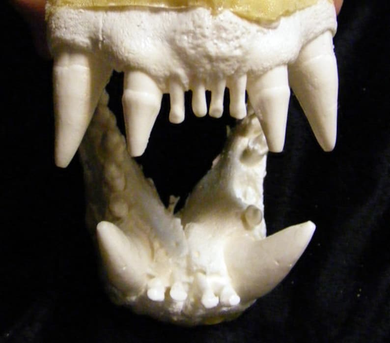 Seal Sea Lion Reproduction Urethane Jaw Cast Etsy