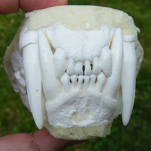 Large leopard jaws teeth replica