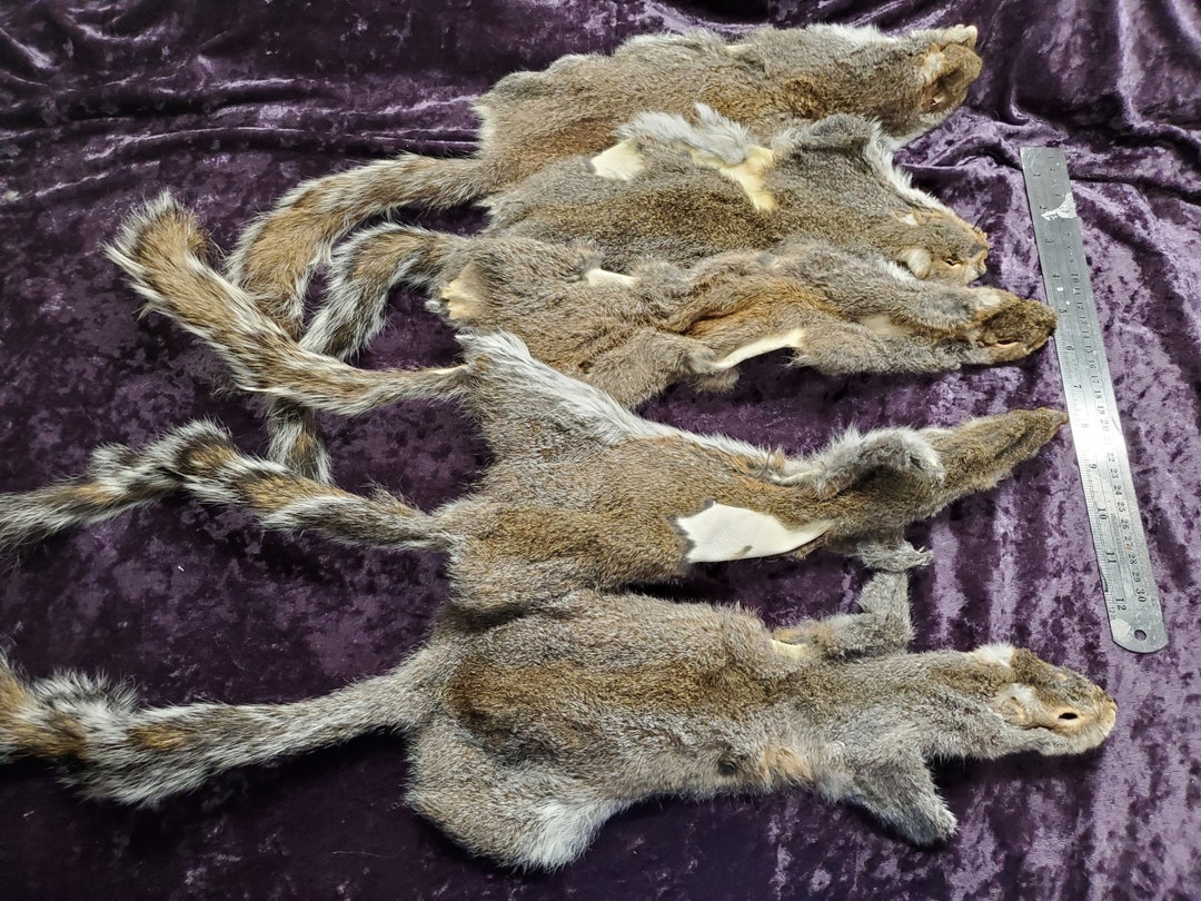 Set of Tanned Grey Squirrel Tanned Hides Seconds for Scrap or Crafts Etsy