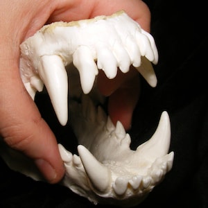 wolf dog hybrid reproduction jaws cast teeth fursuit costume