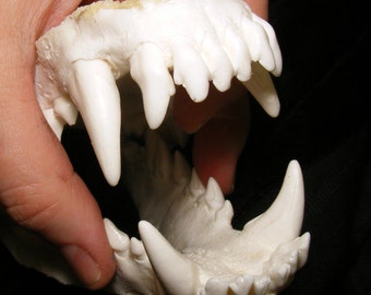 Déguisement de reproduction hybride de chien-loup, mâchoires moulées, dents moulées