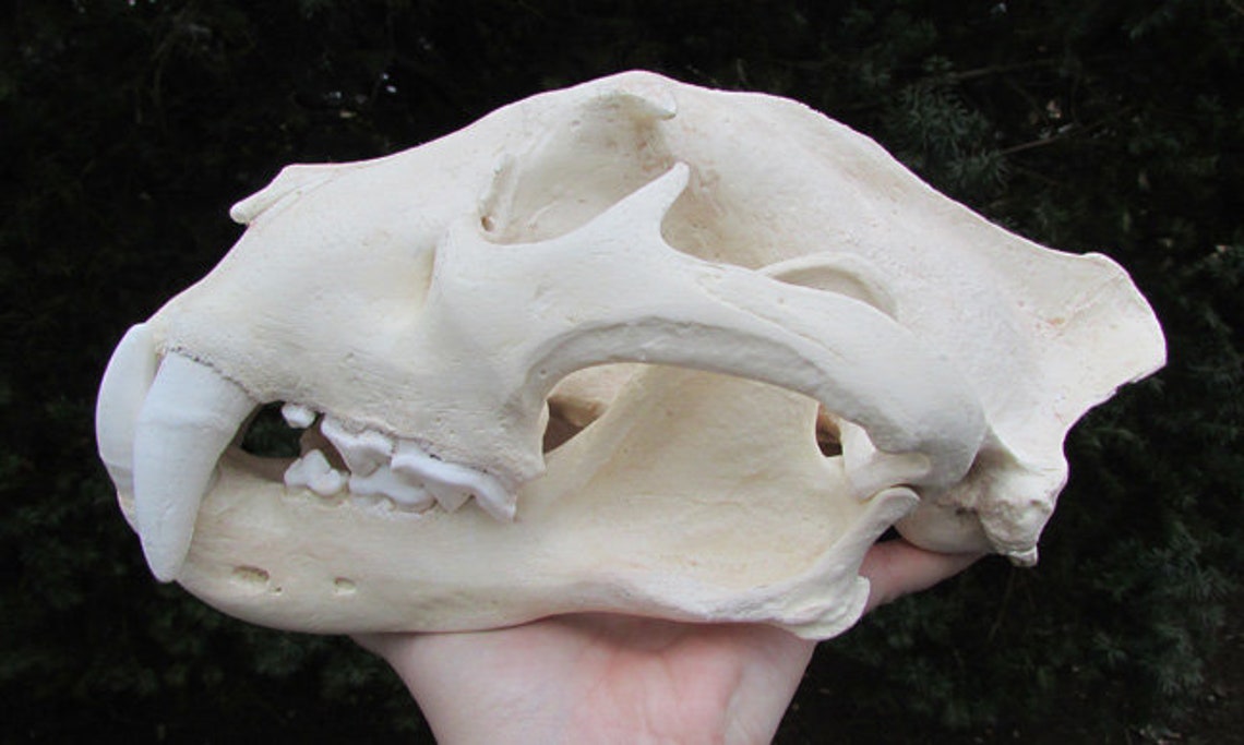 thumbnail image 2 of Huge Jaguar Skull Cast Replica – Taxidermy Quality – Made In USA 2 of 3
