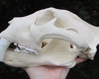 巨大なジャガーの頭蓋骨のレプリカ - Etsy 日本