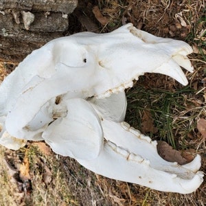 Huge North American black bear replica skull cast