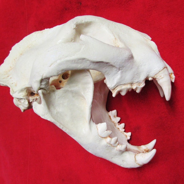 Huge cougar mountain lion skull replica