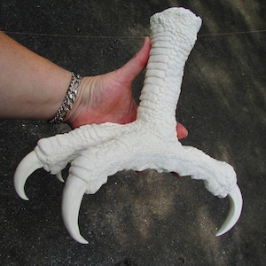 May include: A white, realistic-looking bird foot with three toes and sharp claws. The foot is made of a smooth, textured material and is about 25 cm long.