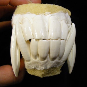 May include: A set of white plastic vampire teeth with a gum base. The teeth are designed to look like fangs and are attached to a base that fits over the wearer's teeth.
