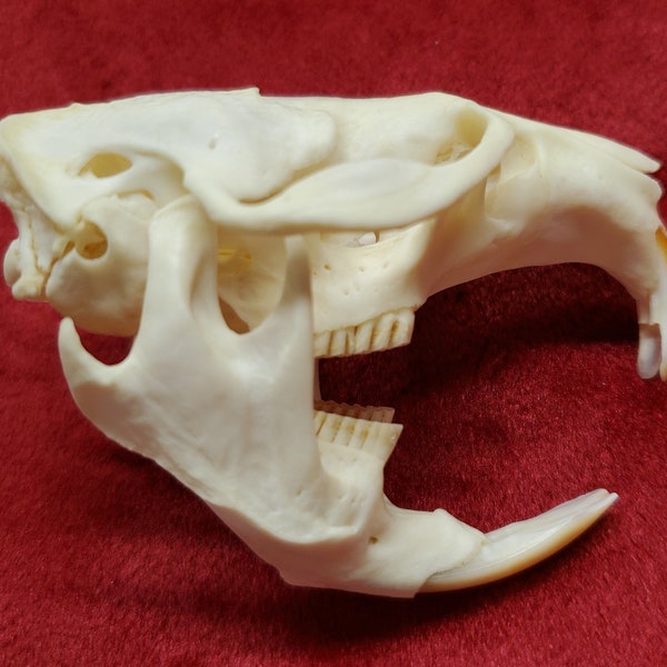 Muskrat rodent skull