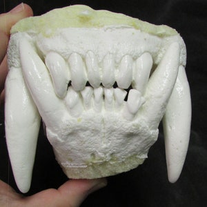 Huge polar bear jaws teeth replica