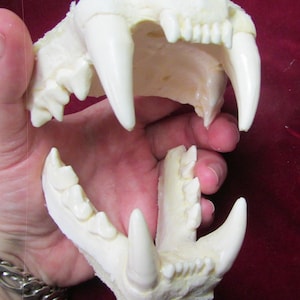 May include: A set of white plastic animal teeth, likely for a costume or prop. The teeth are arranged in a realistic jaw shape, with sharp canines and smaller molars.