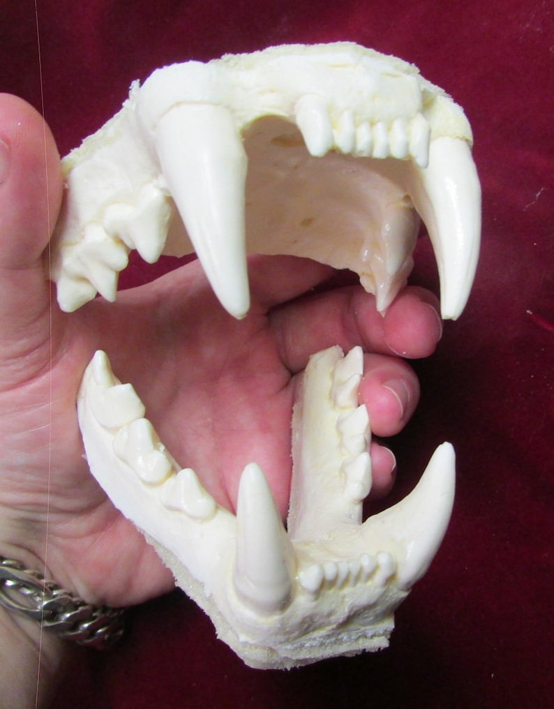 May include: A set of white plastic animal teeth, likely for a costume or prop. The teeth are arranged in a realistic jaw shape, with sharp canines and smaller molars.