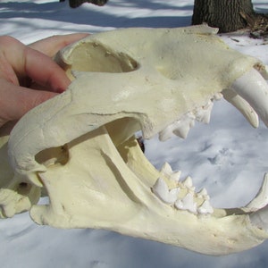 liger lion tiger hybrid skull reproduction cast